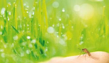 Diffusione del West Nile Virus, massima attenzione ma nessun allarme