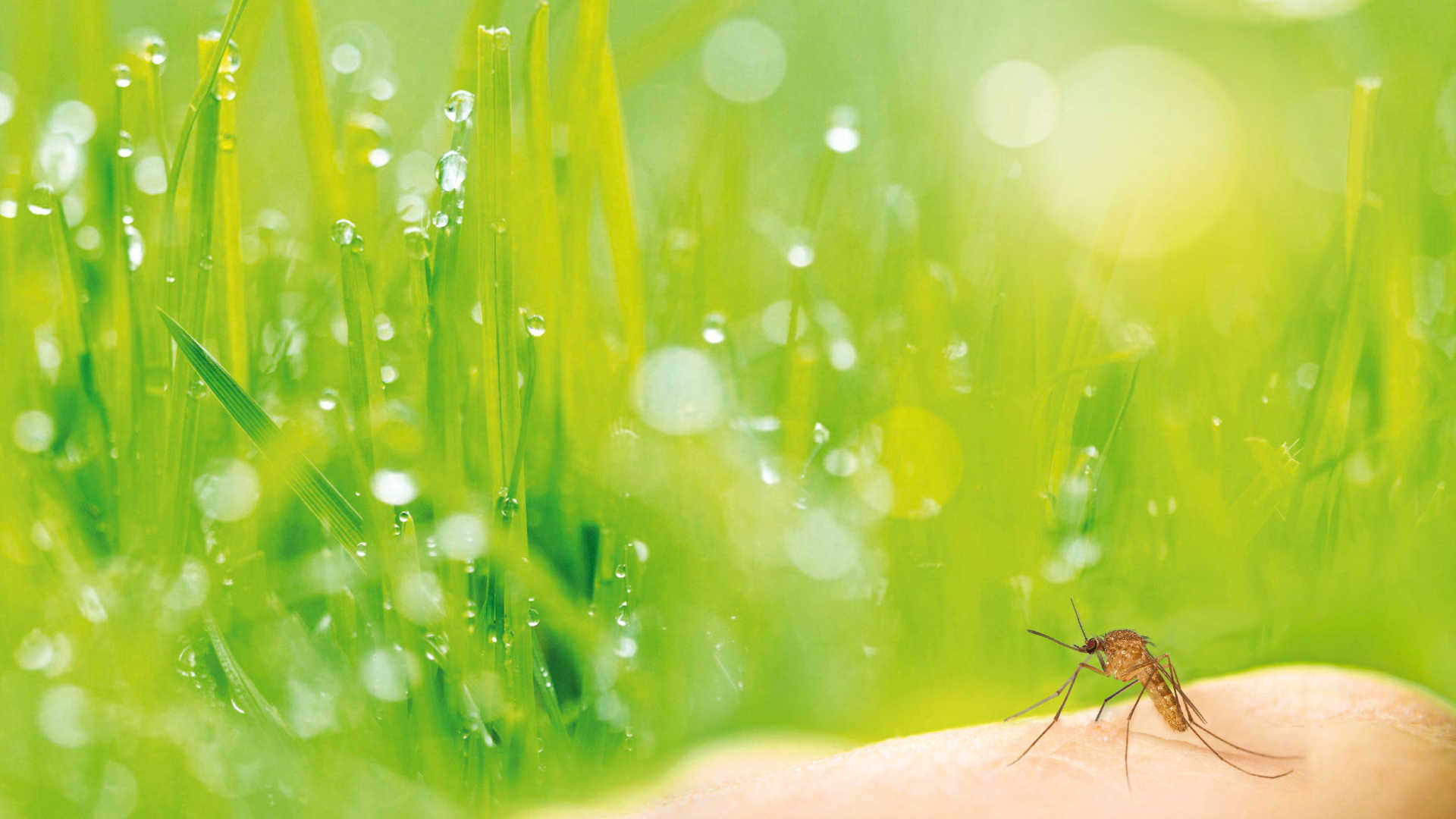 West Nile Virus